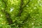 Background of crown foliage of old poplar on peaceful sunny summer day