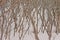 Background of curly branches of the Sumac plant in the snow