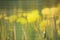 Background with dandelions with transparent corrugated plastic