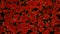 Background from dark red small  flowers.