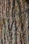 Background of deeply furrowed tree bark with mixed mosses