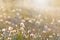 Background from defocused fluffy dandelions glow on meadow. Soft focus