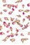 Background of dehydrated pink rose buds top down view isolated over white