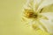 Background of a delicate clematis flower with white petals and yellow stamens