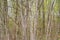 Background from dense branches. Beautiful landscape ,brushwood background. brushwood.