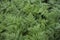 Background dense foliage of plants