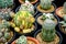 Background of desert tree cactus and succulent plants in pots. Close up Beautiful Cactus green spike and flower, The Cactusâ€‹ â€‹