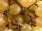 background, details of autumnal fruit, grapes a richness of nature to eat on the table or to use it to create delicious wine.
