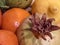 background, details of autumnal fruit such as pomegranate oranges grapes etc.