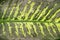 Background of the dieffenbachia leaf close-up
