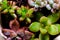 Background with different succulent plants