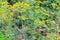 Background with dill umbrellas or ripening fennel seeds. Close up view of fresh dill garden umbrellas