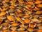 Background of Dozens of Boiled Crabs