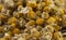 Background of Dried Chamomile Flowers