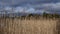 Background of dried grasses and trees beneath dark brooding sky