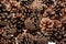 Background of dried natural pine cones.