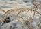 Background of dry blades of grass covered with hoarfrost in winter