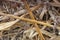 Background with Dry brown flora, grass and leaves at autumn