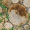 Background of dry chopped wood logs. Stumps background. Wood. Green grass background. Copy space banner