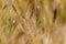 Background of dry field spikelets of wild nature