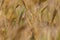 Background of dry field spikelets of wild nature