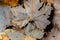 Background of dry maple and maple leaves