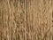 Background from a dry reed ordinary