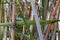 Background of dry stalks of bamboo. shades of brown and green on the branches and leaves.