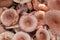 Background of edible forest mushrooms with pink round caps