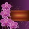 Background with exotic flower orchids