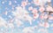 Background of falling cherry blossoms and petals