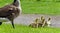 Background with a family of Canada geese running