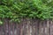 Background from a fence of thin boards and metal bars, on top of a branch coniferous tree