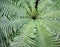 Background fern