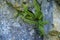 Background with fern, Asplenium trichomanes