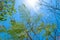 Background of fern looking tropical leaves in front of blue sky in Bali