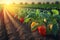 Background with a field of bell pepper plantations. Growing, harvesting sweet bell peppers. generative AI