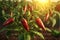 Background with a field of chili pepper plantations, growing chili peppers background. generative AI