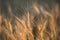 background field of ripe yellow golden spikelet of wheat with a mustache