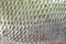 Background fish skin