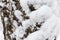 Background of flakes of newly-fallen snow on birch trunk
