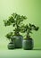 Background floral fresh decoration leaf bonsai plant design nature growth green gardening pot