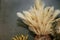 Background floral plant bouquet of dried flowers cortaderia pampas grass in vase for home interior decor trendy cane plant