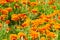 Background of the flower bed with French marigold