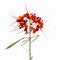 Background Flower  Caesalpinia pulcherrima