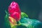 Background Flower Costus speciosus red flowers