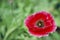 Background Flower Opium Poppy red
