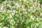 Background of the flowering buckwheat on field