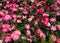 Background of a flowering bush of the dog-rose with bright pink flowers closeup