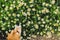 Background of flowering daisies. And beagle dog smelling. Leucanthemum vulgare. Garden